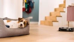 MIELE Scout RX3 Runner - SPQL -Magasin D'Électroménager 20000176760